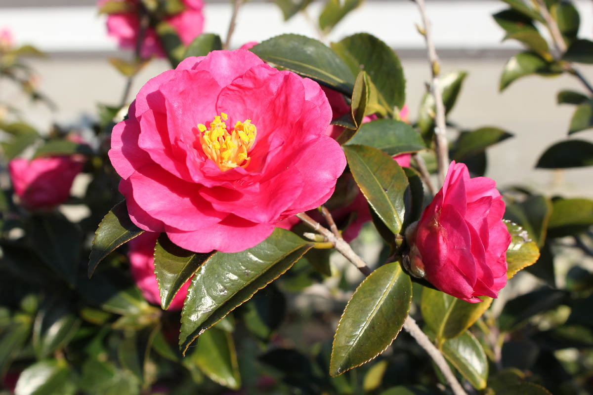 山茶花の花言葉